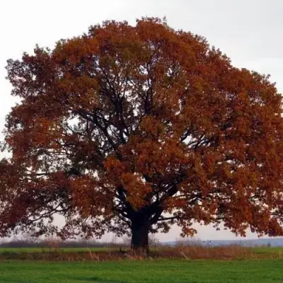 Дуб скальный в Гродно