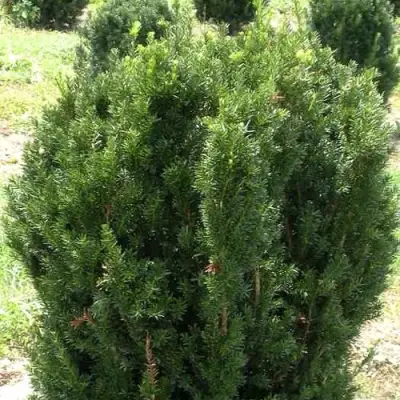 Тис ХИКСИ средний в Гродно