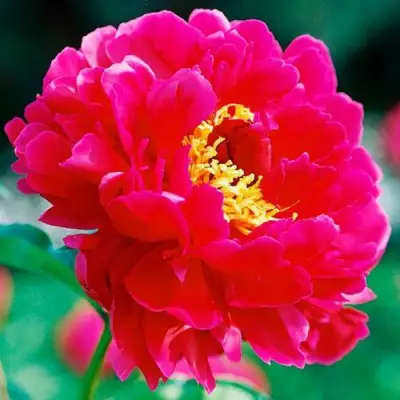 Пион ХРАБРЫЙ ВОИН травянистый в Гродно