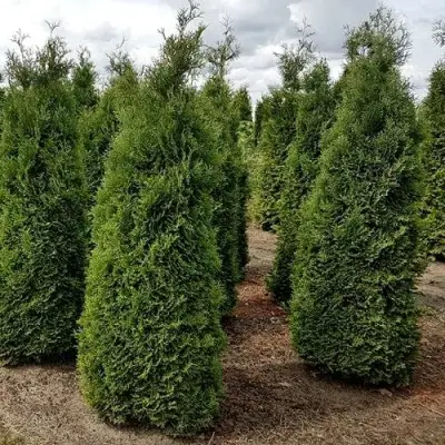 Туя ХОЛМСТРУП западная в Гродно