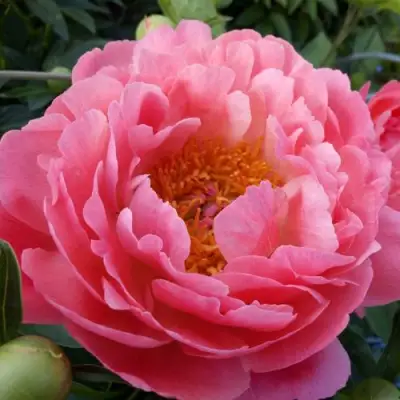 Пион КОРАЛ САНСЕТ травянистый в Гродно