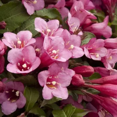 Вейгела ФЛОРИДА в Гродно