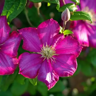 Клематис КАРМЕНСИТА в Гродно