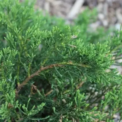 Можжевельник РОКЕРИ ДЖЕМ казацкий  в Гродно