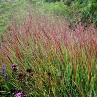 Просо РЕБРАУН прутьевидное в Гродно
