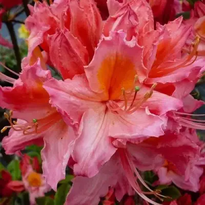 Азалия ПИНК ДЕЛАЙТ листопадная	 в Гродно