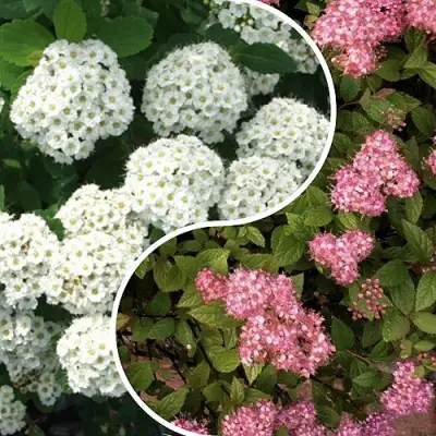 Комплект ТАЛАНТЛИВЫЙ САДОВОД в Гродно