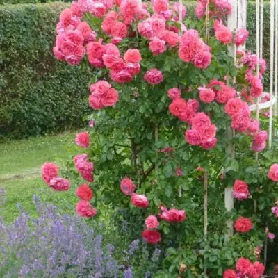 Роза РОЗАРИУМ ЮТЕРСОН плетистая в Гродно