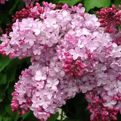 Сирень ЭСТЕР СТЕЙЛИ в Гродно