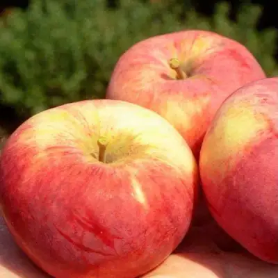 Яблоня ОРЛОВИМ в Гродно