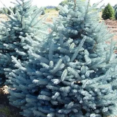 Ель ГЛАУКА колючая в Гродно