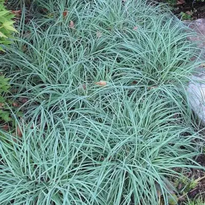 Осока БЛЮ ЗИНГЕР в Гродно