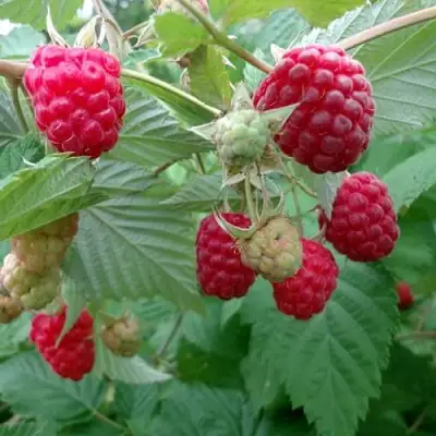 Малина ПРОСТО ПРЕЛЕСТЬ (СТОЛЕШНИК) в Гродно