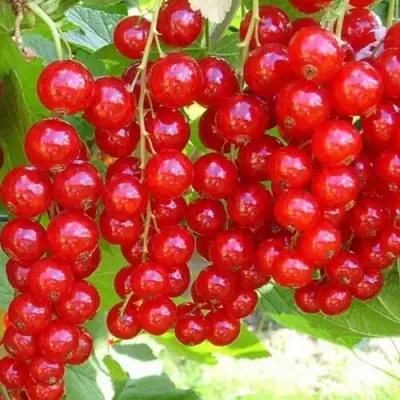 Смородина красная ФЕРТОДИ в Гродно