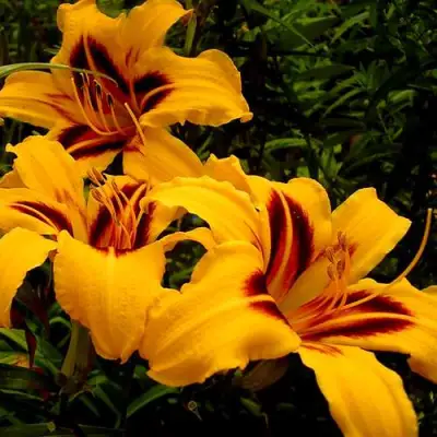 Лилейник БОНАНЗА гибридный в Гродно