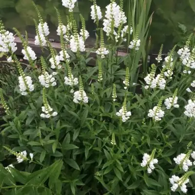 Физостегия АЛЬБА виргинская в Гродно