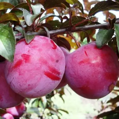 Слива ЛАМА в Гродно