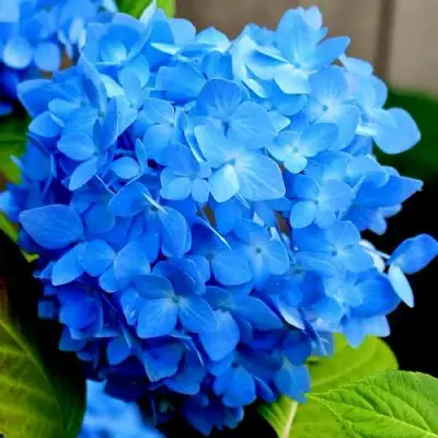 гортензия никко блю