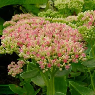 Очиток (седум) БРИЛЛИАНТ в Гродно