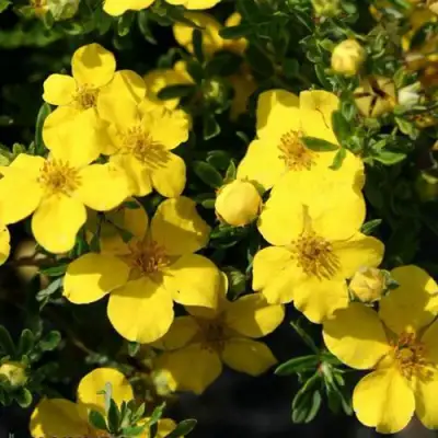 Лапчатка ХАКМАНС ГИГАНТ кустарниковая в Гродно