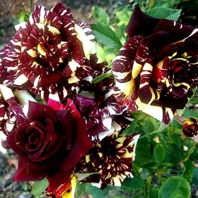 Роза ФОКУС ПОКУС флорибунда в Гродно