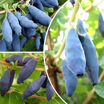 Комплект СЛАДКИЕ ХИТЫ в Гродно