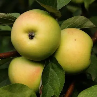 Яблоня ДАНИЛА в Гродно