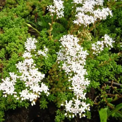 Очиток (седум) ХЛОРОТИКУМ белый в Гродно