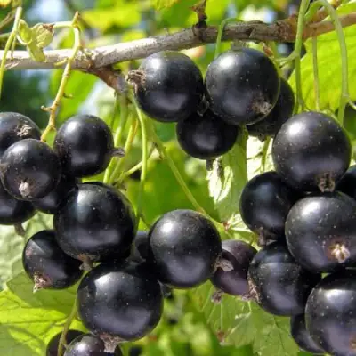 Смородина чёрная НЕСТЕР КОЗИН в Гродно