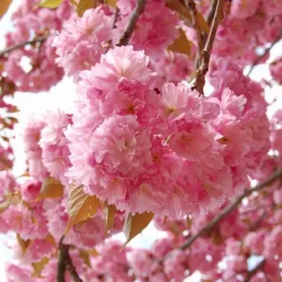 САКУРА  в Гродно