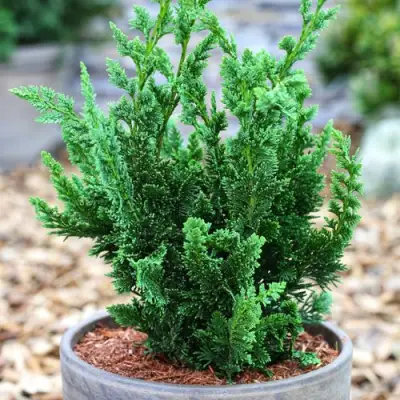 Кипарисовик ВИСЕЛЛИ лавсона в Гродно