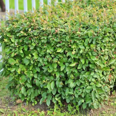 Кизильник блестящий в Гродно