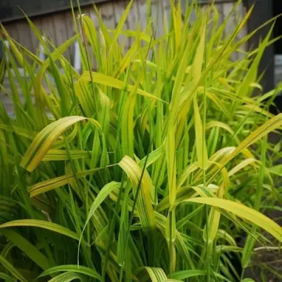 Фалярис АРКТИК САН тростниковый в Гродно