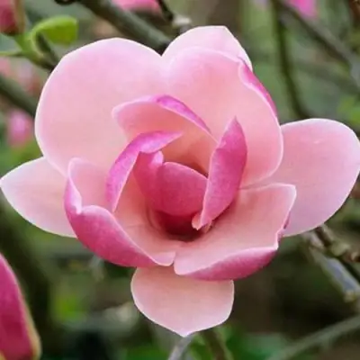 Магнолия РУСТИКА РУМБА в Гродно