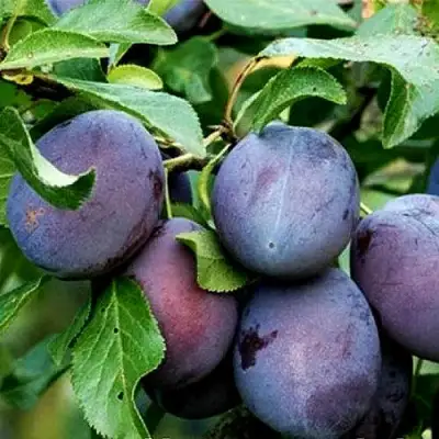 Слива ВЕНГЕРКА БЕЛОРУССКАЯ в Гродно