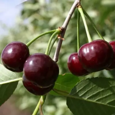 Вишня МОРОЗОВКА в Гродно