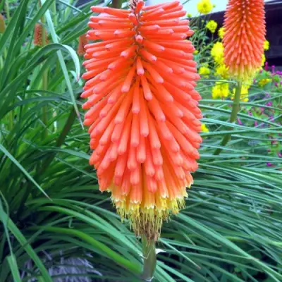 Книфофия БЕНГАЛ ФАЕР гибридная в Гродно