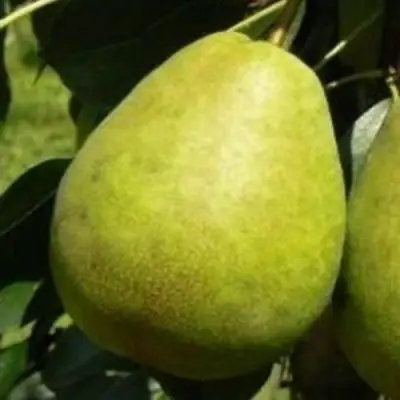 Груша ЛАГОДНАЯ в Гродно