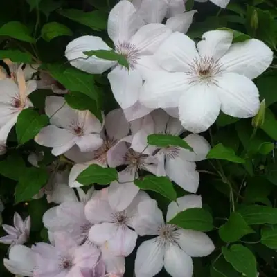 Клематис ИОАНН ПАВЕЛ 2 в Гродно