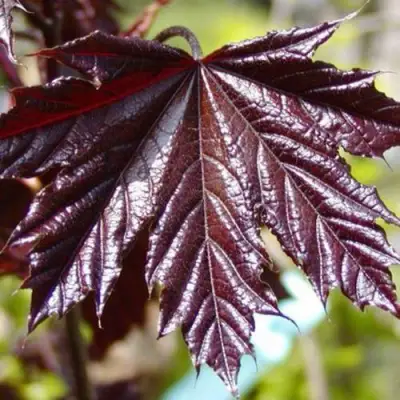 Клен КРИМСОН КИНГ остролистный в Гродно