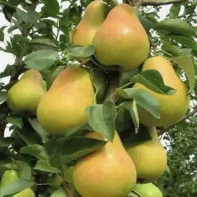 Груша ЛЮБИМИЦА ЯКОВЛЕВА в Гродно