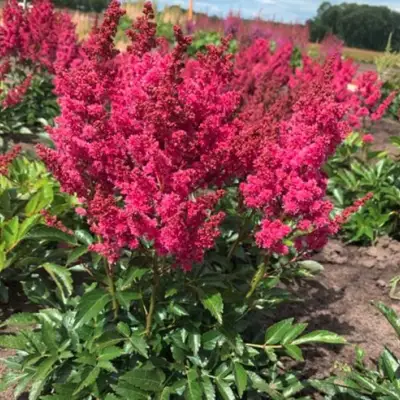Астильба ЛАКИ ДЕЙ Арендса в Гродно