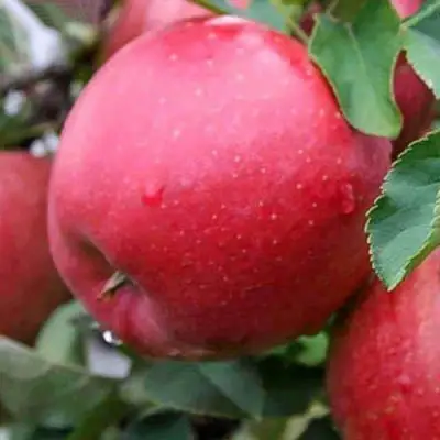 Яблоня ЧЕМПИОН в Гродно