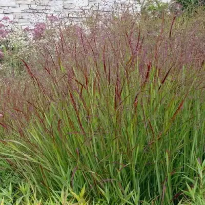 Просо ШЕНАНДО прутьевидное в Гродно