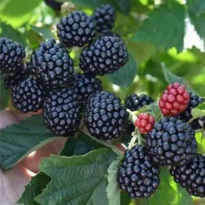 Ежевика ПОЛАР бесшипная  в Гродно