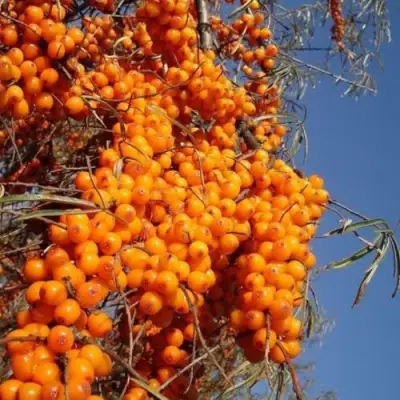 Облепиха СУДАРУШКА в Гродно