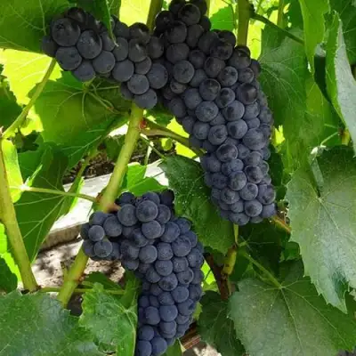 Виноград ВЭЛИАНТ в Гродно