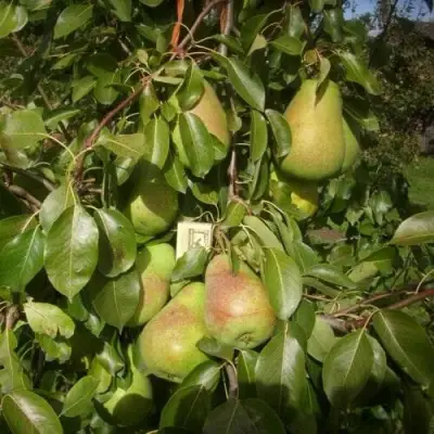 Груша БЕРЕ ЛЮКА в Гродно