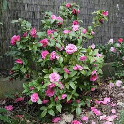 Камелия ДЕББИ в Гродно