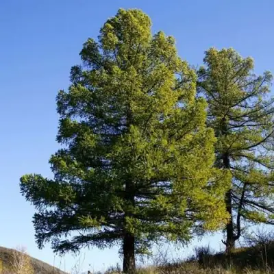 Лиственница сибирская в Гродно